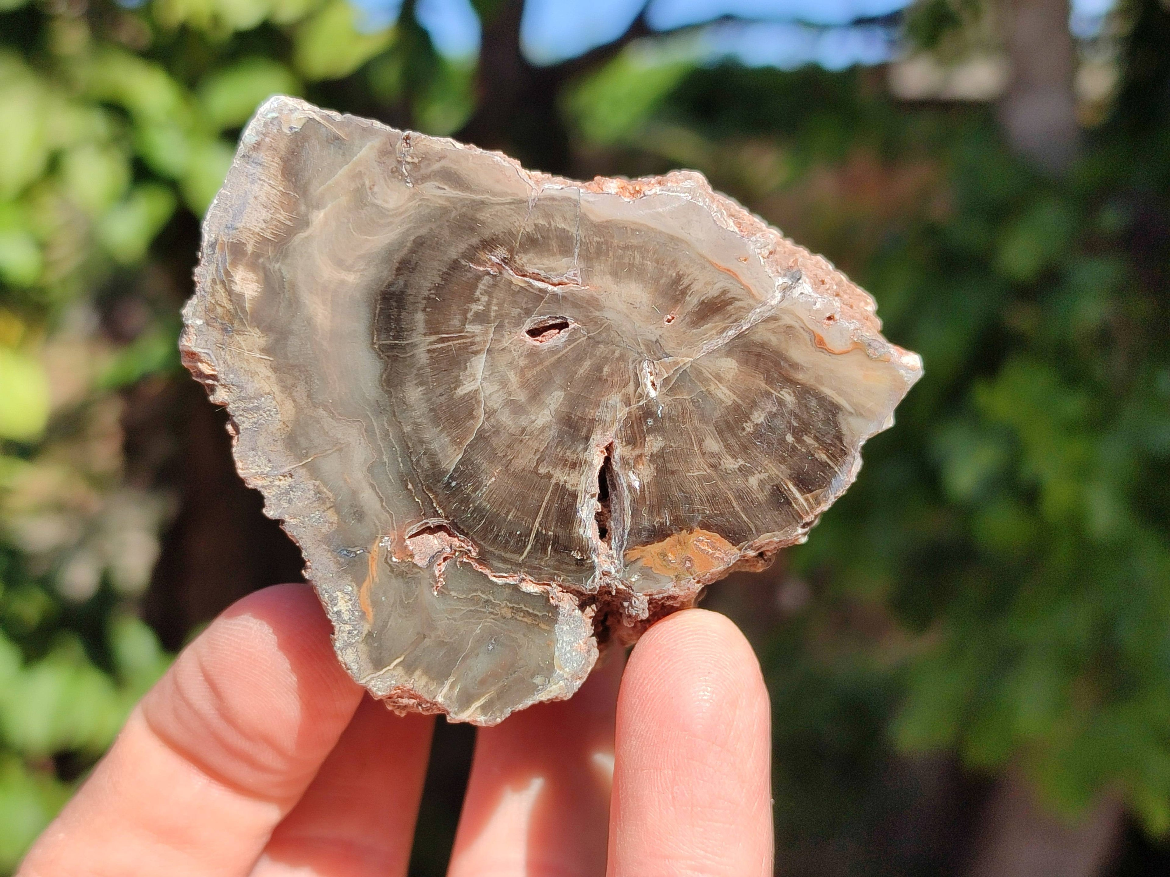Polished On One Side Petrified Wood x 6 From Gokwe, Zimbabwe - Toprock Gemstones and Minerals 