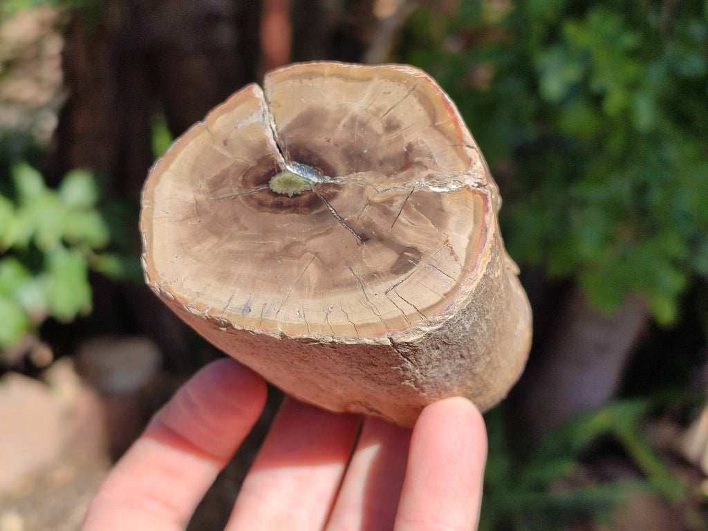 Polished On One Side Petrified Wood x 6 From Gokwe, Zimbabwe - Toprock Gemstones and Minerals 