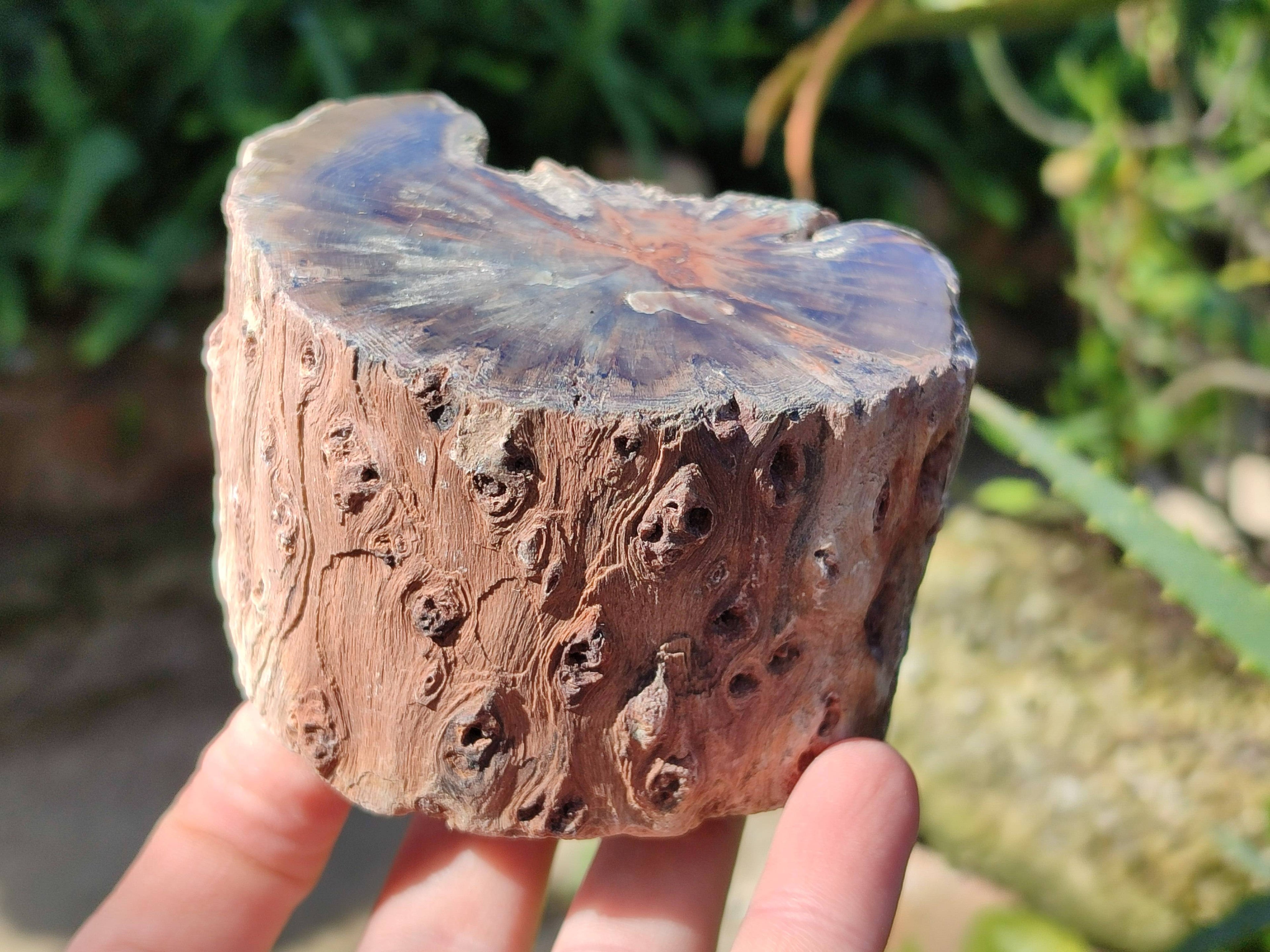 Polished On One Side Petrified Wood x 6 From Gokwe, Zimbabwe - Toprock Gemstones and Minerals 