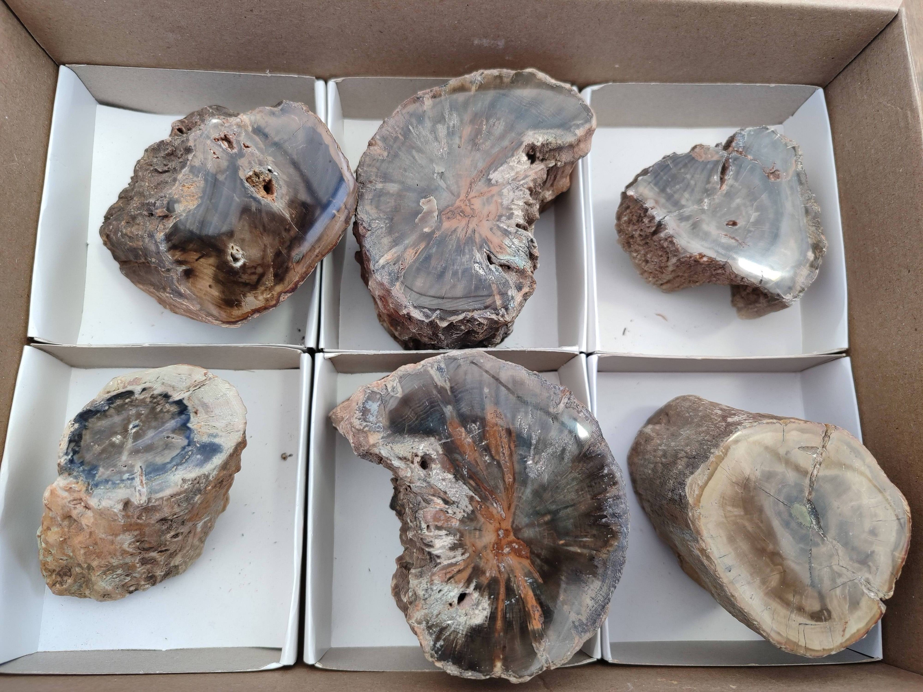 Polished On One Side Petrified Wood x 6 From Gokwe, Zimbabwe - Toprock Gemstones and Minerals 