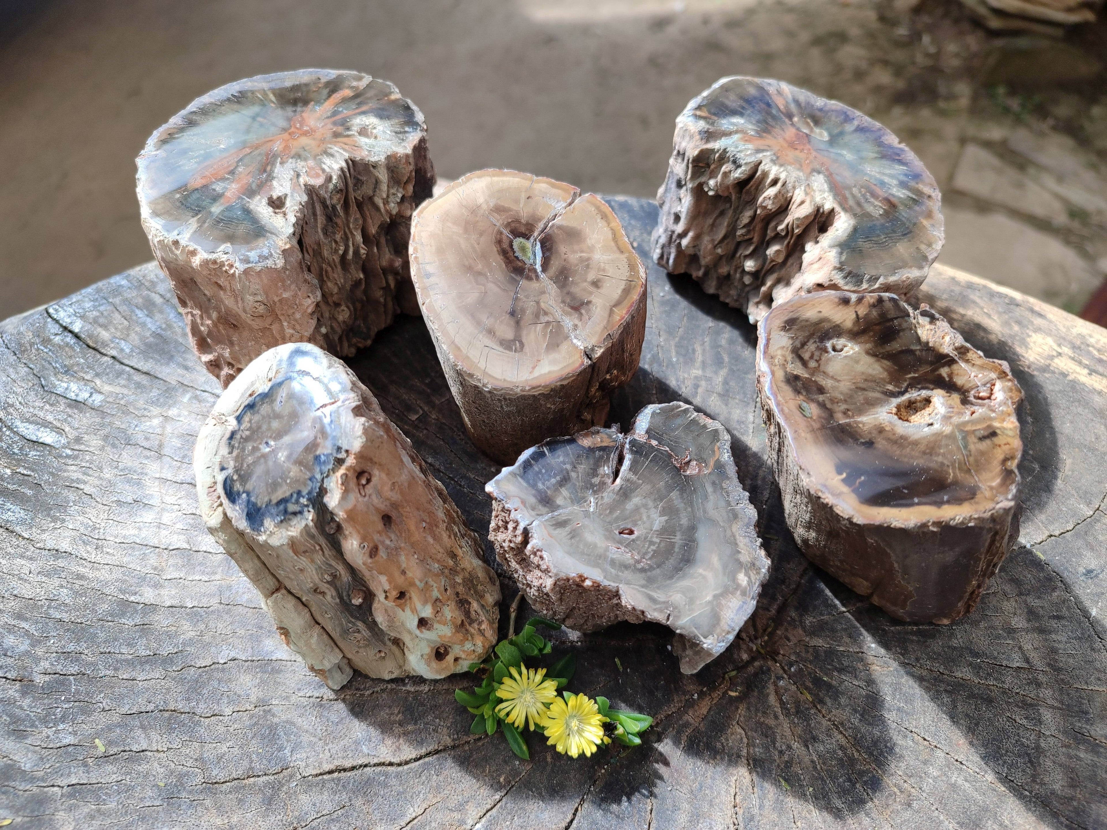 Polished On One Side Petrified Wood x 6 From Gokwe, Zimbabwe - Toprock Gemstones and Minerals 