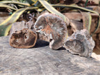 Polished On One Side Petrified Wood x 6 From Gokwe, Zimbabwe - Toprock Gemstones and Minerals 