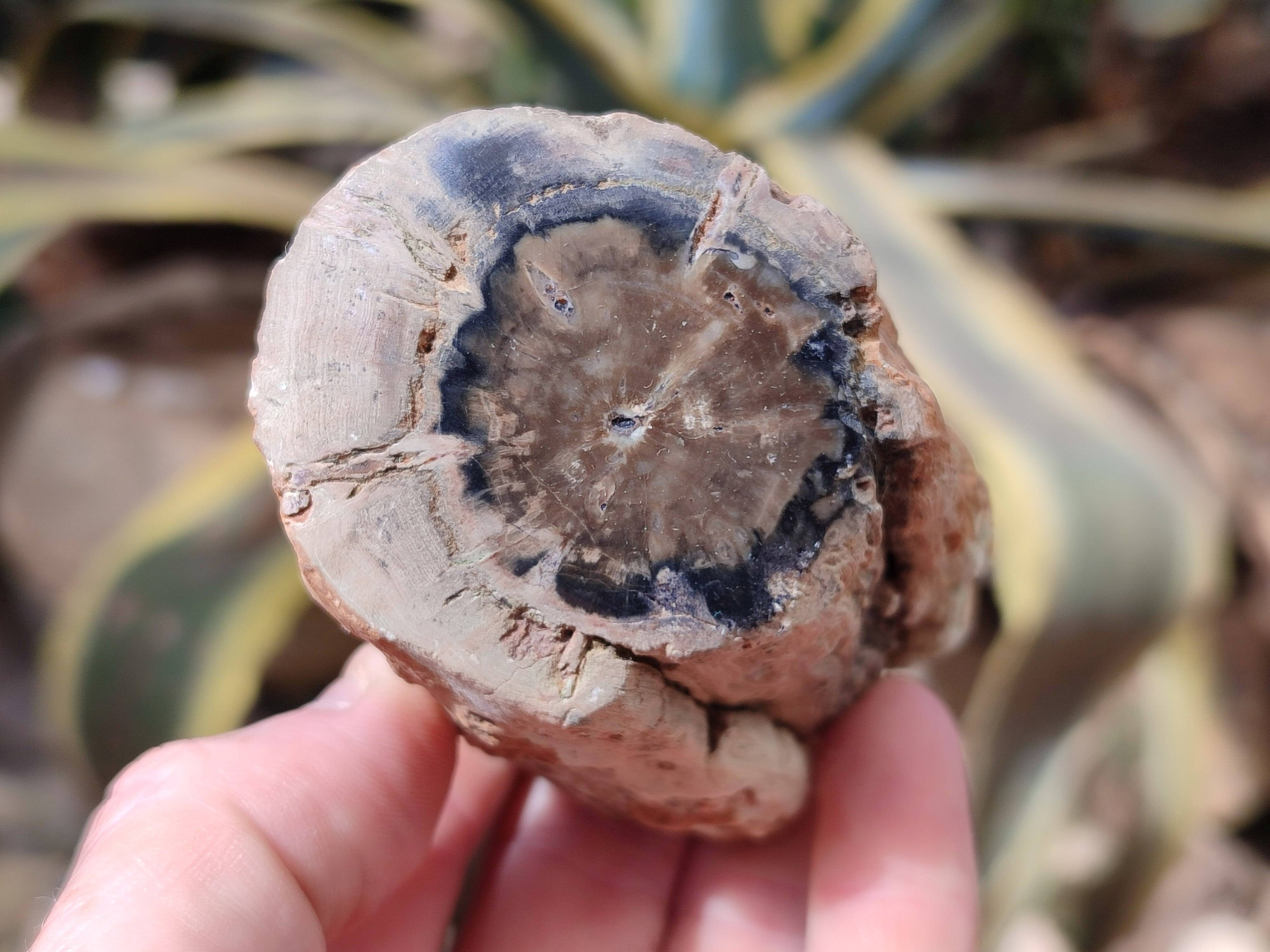 Polished On One Side Petrified Wood x 6 From Gokwe, Zimbabwe - Toprock Gemstones and Minerals 