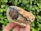 Polished On One Side Petrified Wood x 6 From Gokwe, Zimbabwe - Toprock Gemstones and Minerals 