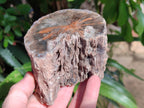 Polished On One Side Petrified Wood x 6 From Gokwe, Zimbabwe - Toprock Gemstones and Minerals 