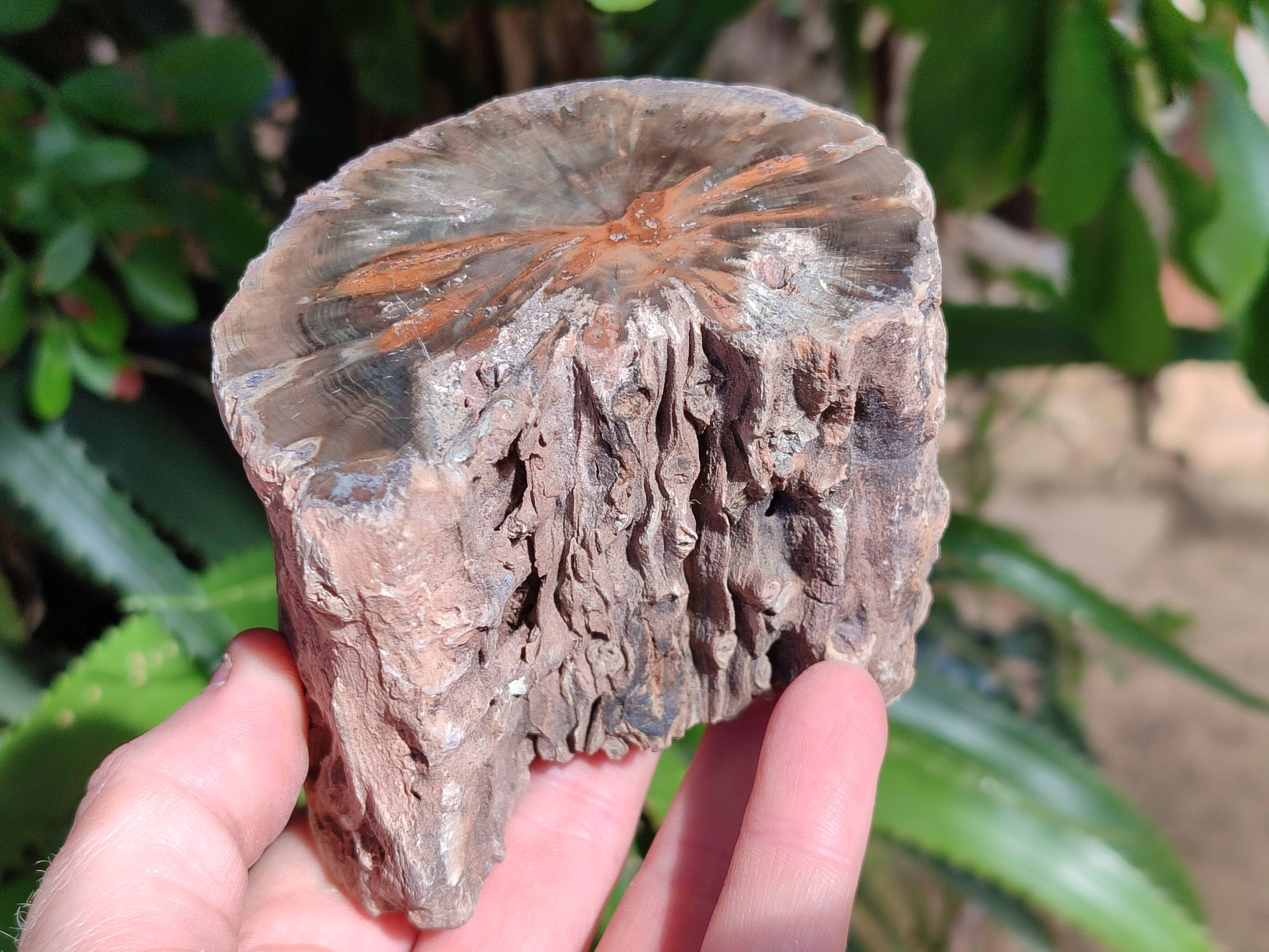 Polished On One Side Petrified Wood x 6 From Gokwe, Zimbabwe - Toprock Gemstones and Minerals 