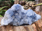 Natural Celestite Geode Specimen x 1 From Sakoany, Madagascar - Toprock Gemstones and Minerals 