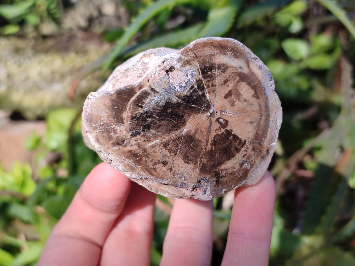 Polished On One Side Petrified Wood x 6 From Gokwe, Zimbabwe - Toprock Gemstones and Minerals 