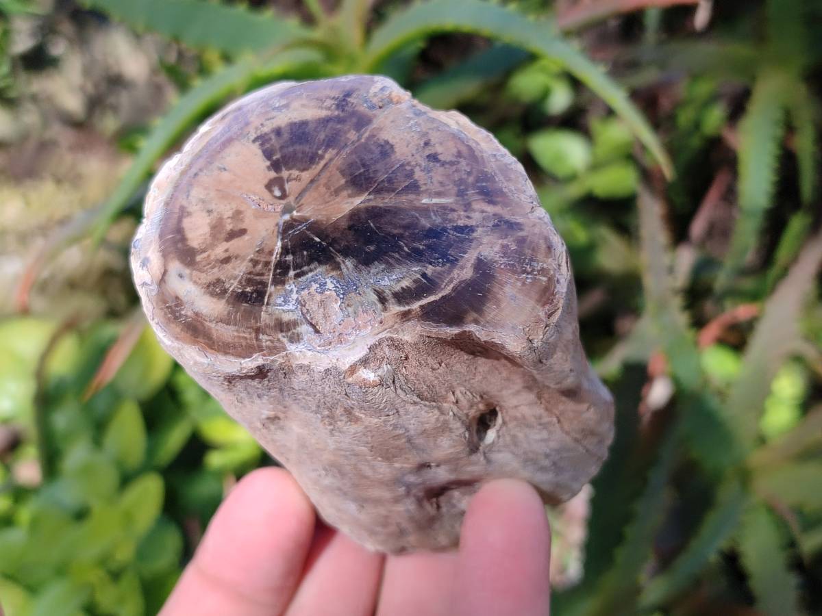 Polished On One Side Petrified Wood x 6 From Gokwe, Zimbabwe - Toprock Gemstones and Minerals 