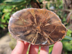 Polished On One Side Petrified Wood x 6 From Gokwe, Zimbabwe - Toprock Gemstones and Minerals 