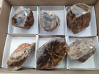 Polished On One Side Petrified Wood x 6 From Gokwe, Zimbabwe - Toprock Gemstones and Minerals 
