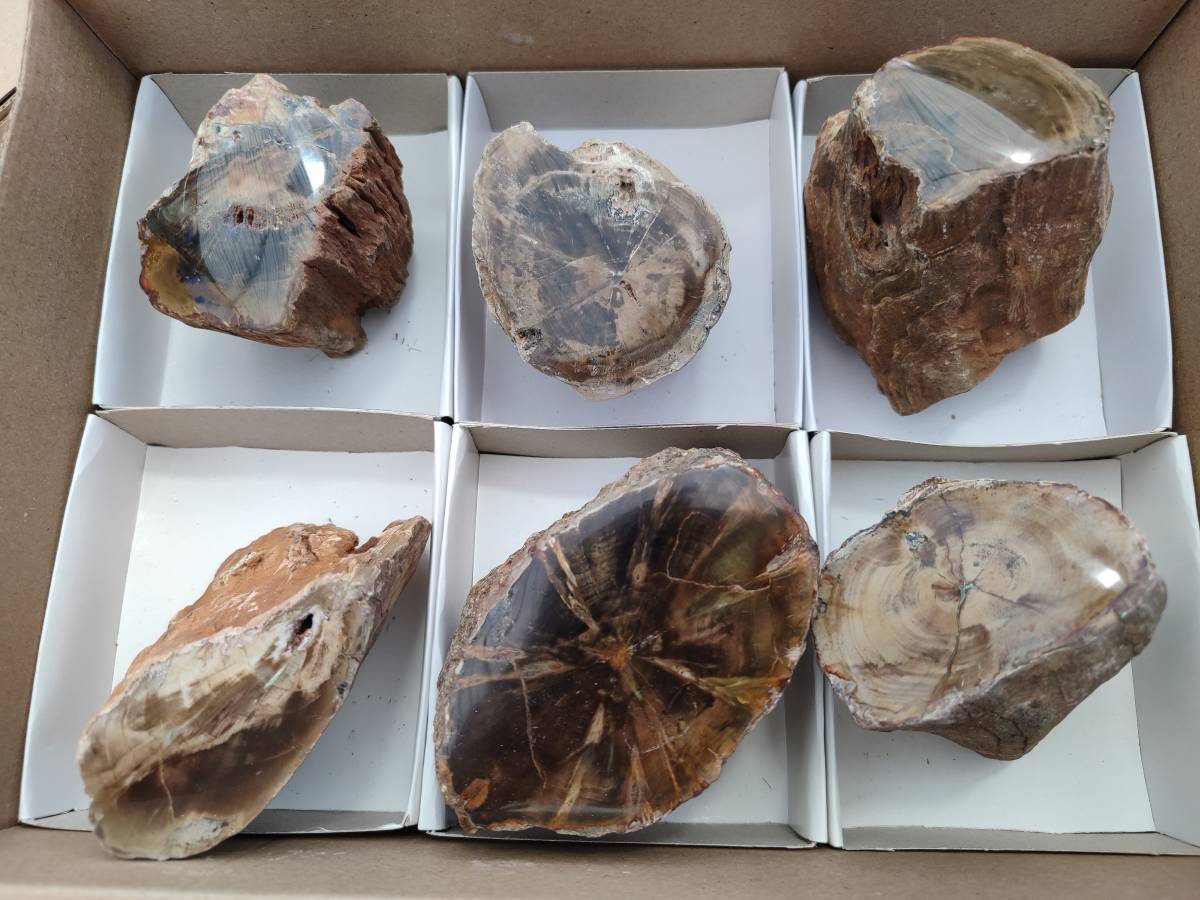 Polished On One Side Petrified Wood x 6 From Gokwe, Zimbabwe - Toprock Gemstones and Minerals 