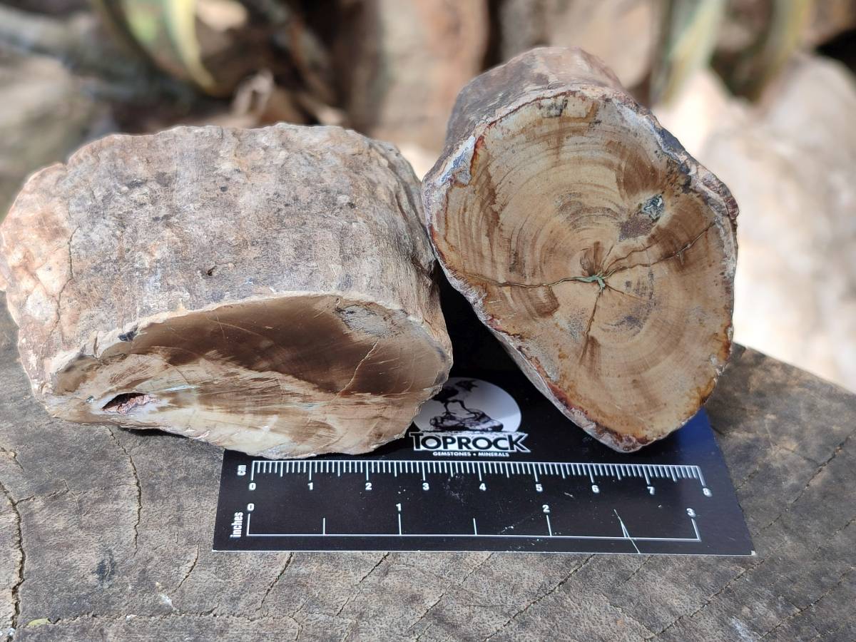Polished On One Side Petrified Wood x 6 From Gokwe, Zimbabwe - Toprock Gemstones and Minerals 