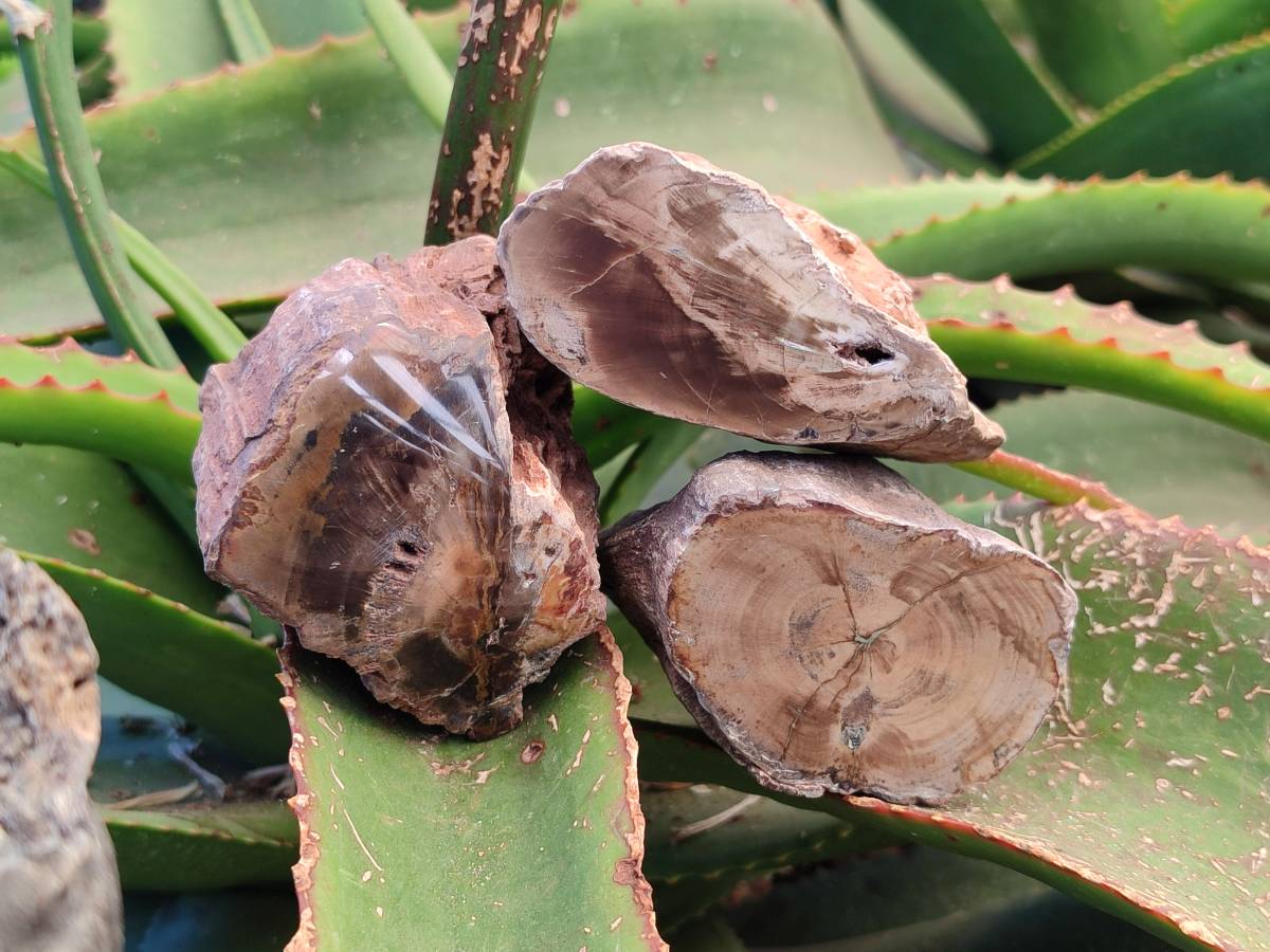 Polished On One Side Petrified Wood x 6 From Gokwe, Zimbabwe - Toprock Gemstones and Minerals 