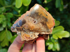 Polished On One Side Petrified Wood x 6 From Gokwe, Zimbabwe - Toprock Gemstones and Minerals 