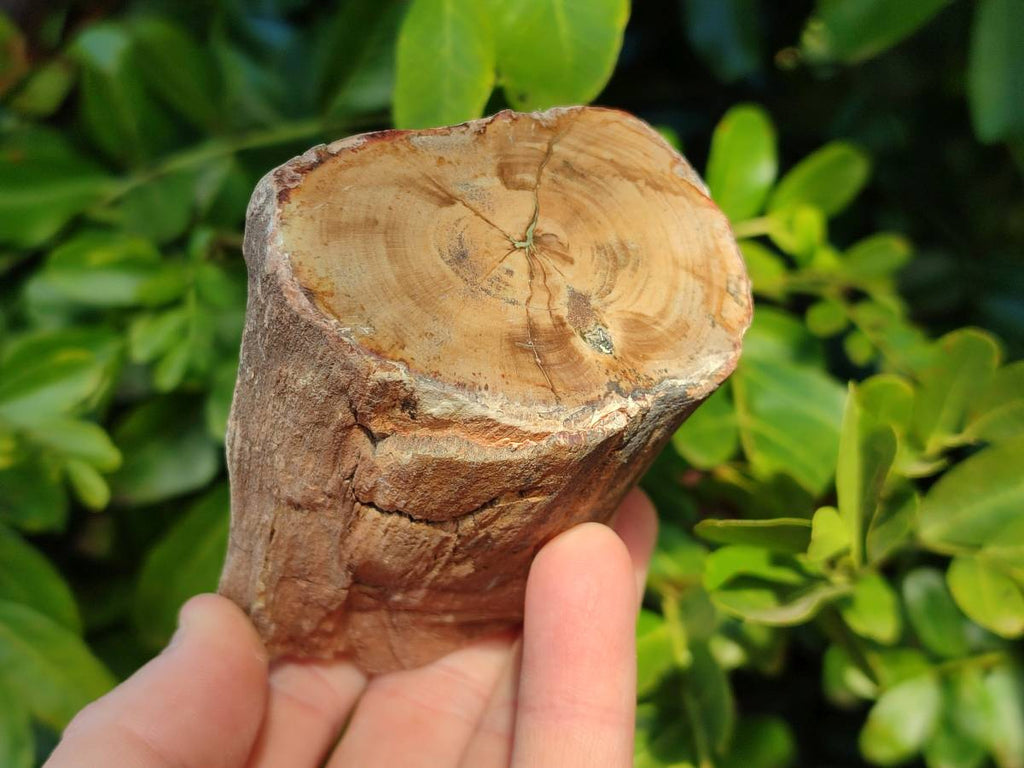 Polished On One Side Petrified Wood x 6 From Gokwe, Zimbabwe - Toprock Gemstones and Minerals 