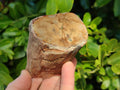 Polished On One Side Petrified Wood x 6 From Gokwe, Zimbabwe - Toprock Gemstones and Minerals 