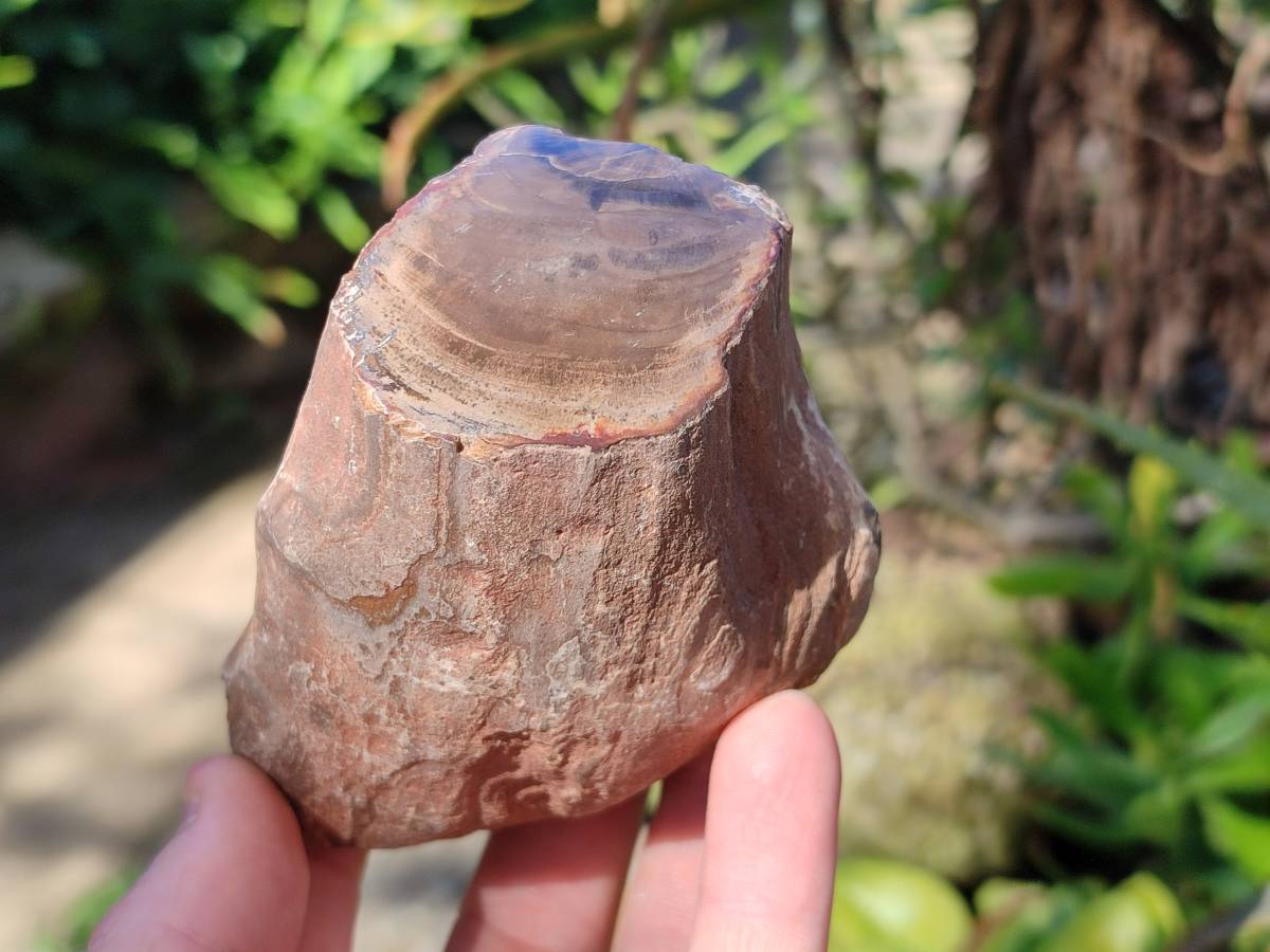 Polished On One Side Petrified Wood x 6 From Gokwe, Zimbabwe - Toprock Gemstones and Minerals 