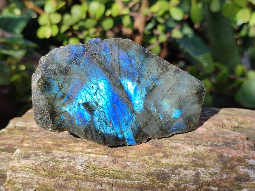 Polished On One Side Labradorite x 12 From Tulear, Madagascar - Toprock Gemstones and Minerals 