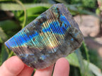 Polished On One Side Labradorite x 12 From Tulear, Madagascar - Toprock Gemstones and Minerals 