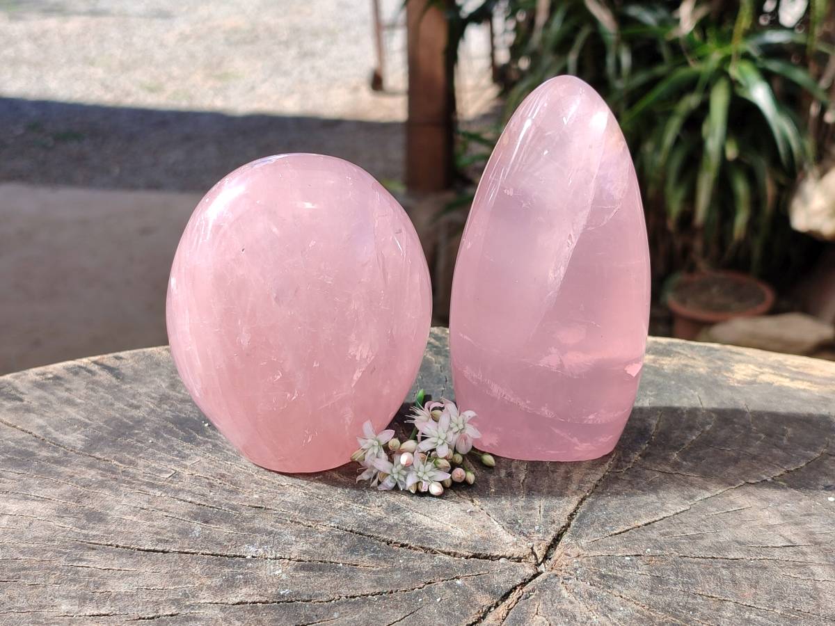Polished Rose Quartz Standing Free Forms x 2 Madagascar - Toprock Gemstones and Minerals 