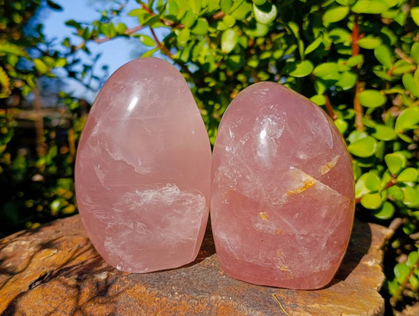 Polished Rose Quartz Standing Free Forms x 2 From Madagascar
