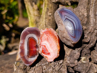 Polished On One Side Red Sashe River Agate Nodules x 20 From Zimbabwe - Toprock Gemstones and Minerals 