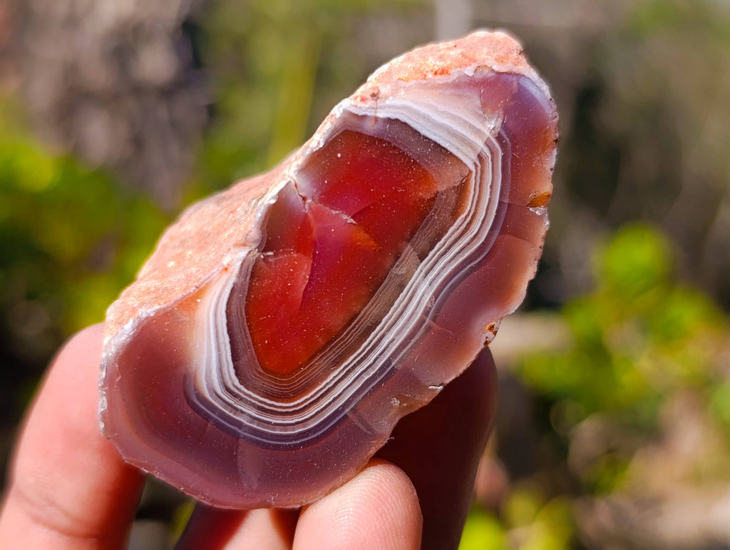 Polished On One Side Red Sashe River Agate Nodules x 20 From Zimbabwe - Toprock Gemstones and Minerals 