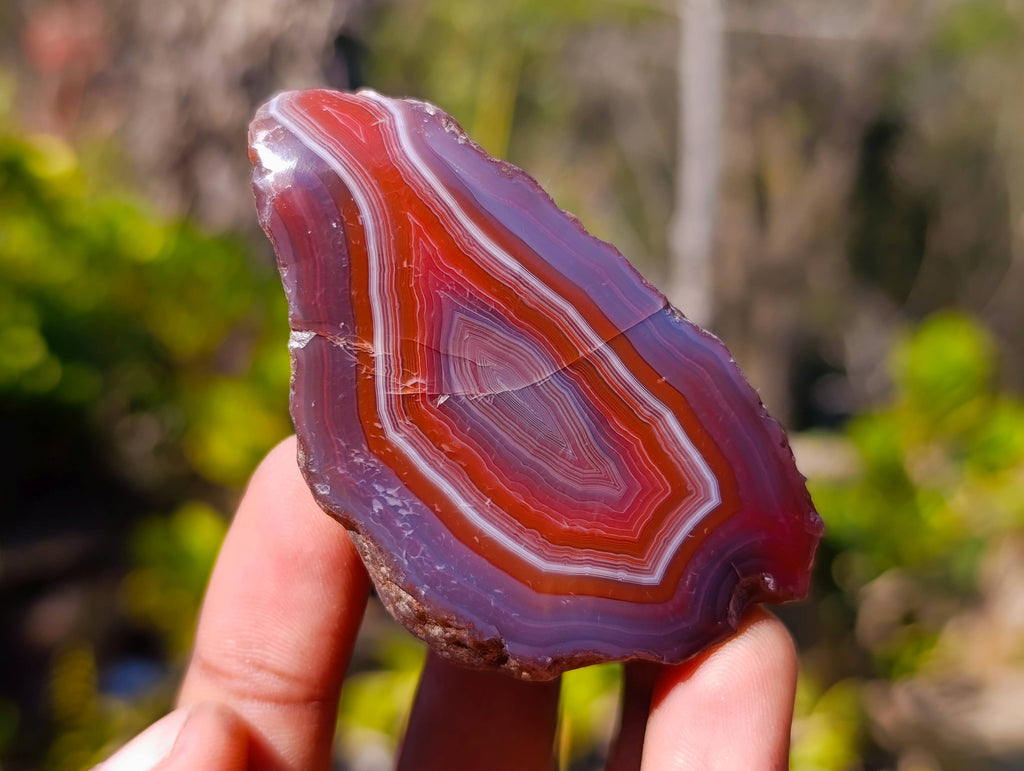 Polished On One Side Red Sashe River Agate Nodules x 20 From Zimbabwe - Toprock Gemstones and Minerals 