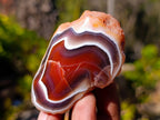 Polished On One Side Red Sashe River Agate Nodules x 20 From Zimbabwe - Toprock Gemstones and Minerals 