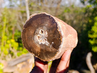 Polished On One Side Petrified Wood x 4 From Gokwe, Zimbabwe - Toprock Gemstones and Minerals 