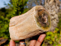Polished On One Side Petrified Wood x 4 From Gokwe, Zimbabwe - Toprock Gemstones and Minerals 