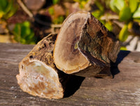 Polished On One Side Petrified Wood x 4 From Gokwe, Zimbabwe - Toprock Gemstones and Minerals 