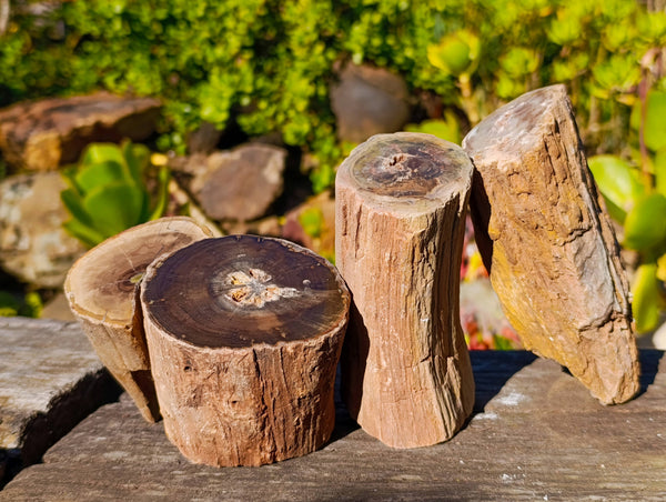 Polished On One Side Petrified Wood x 4 From Gokwe, Zimbabwe