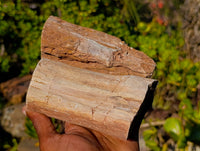 Polished On One Side Petrified Wood x 4 From Gokwe, Zimbabwe - Toprock Gemstones and Minerals 