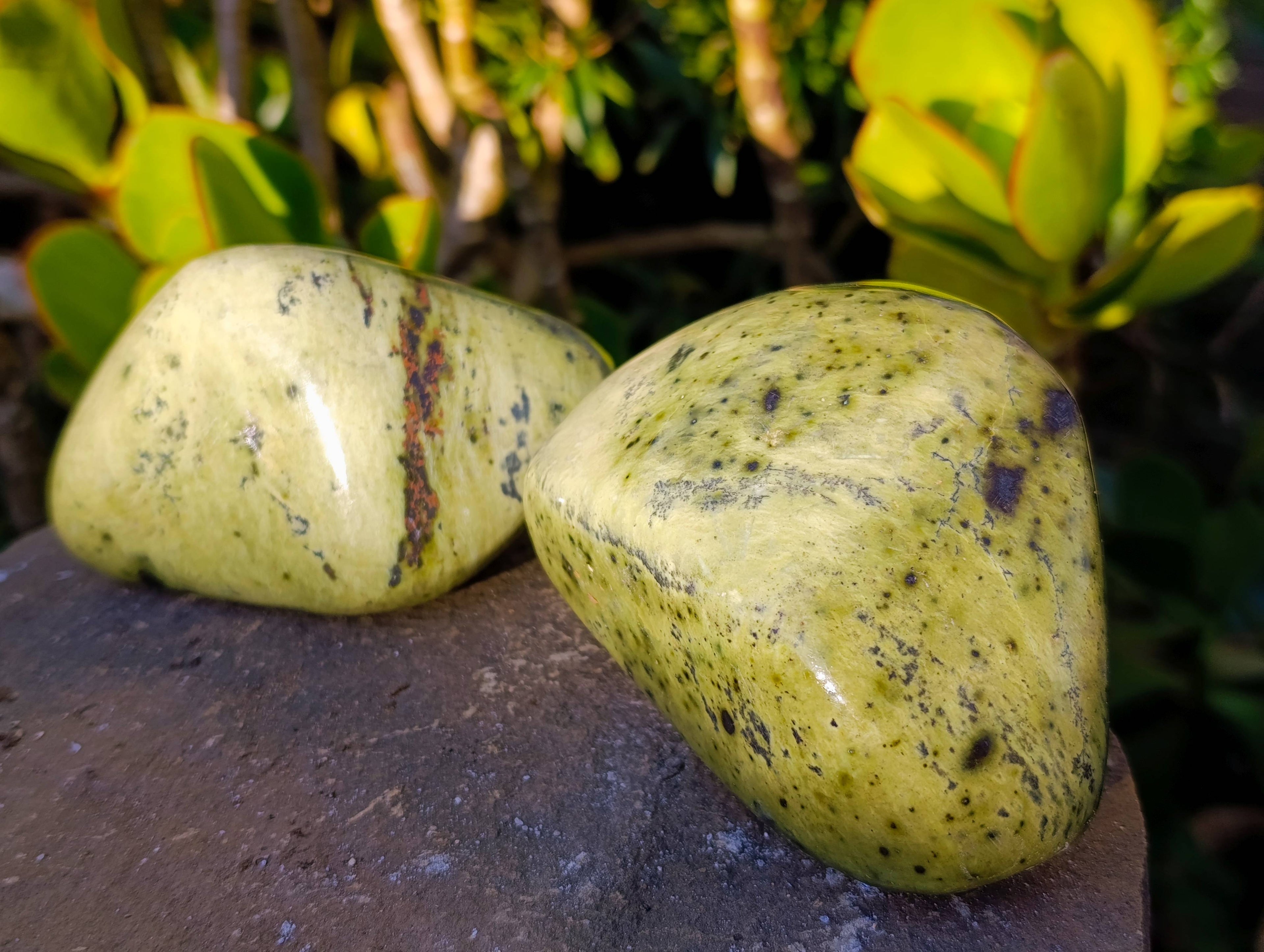 Polished Leopard Stone Free Forms x 4 From Nyanga, Zimbabwe - Toprock Gemstones and Minerals 