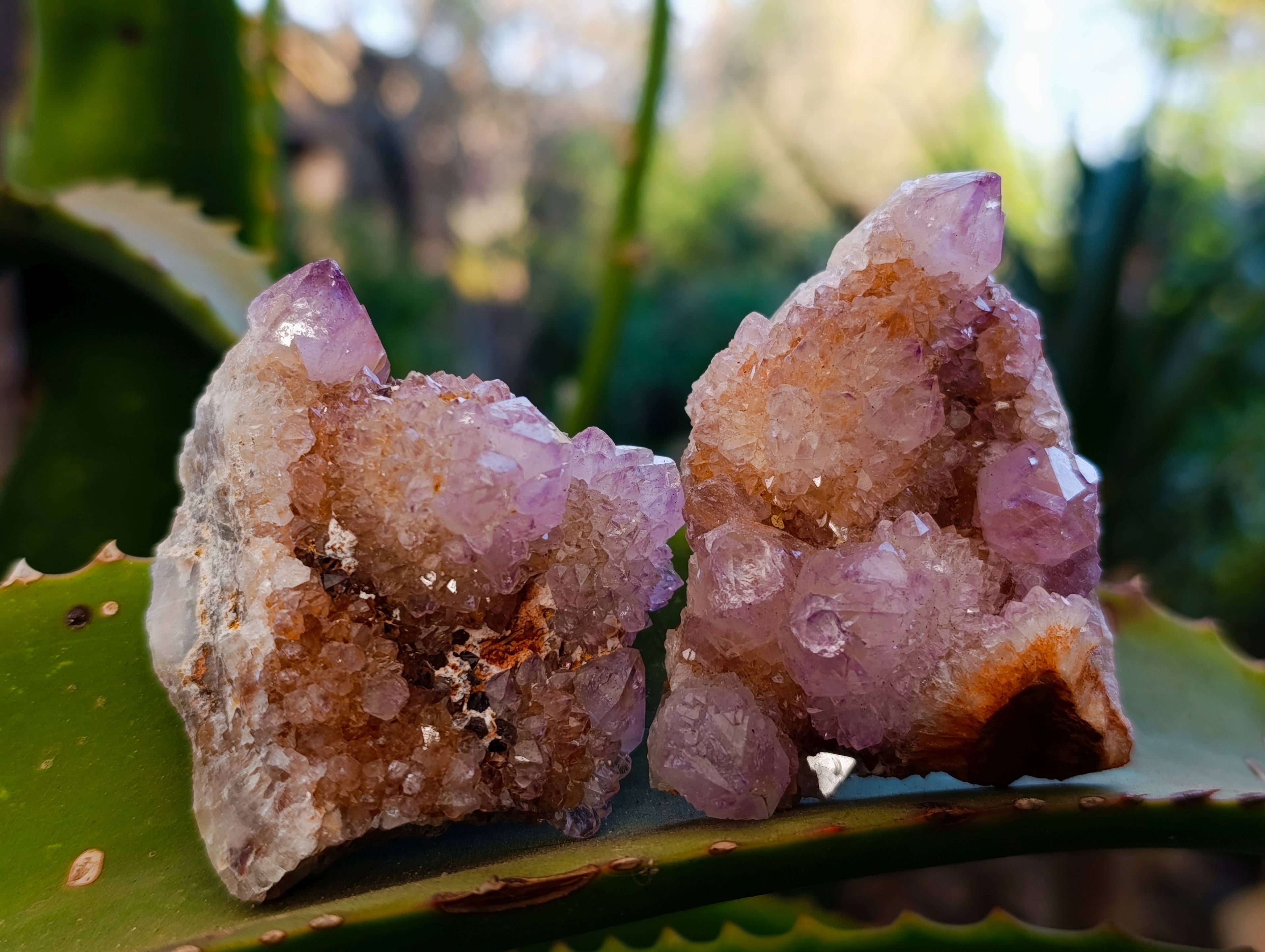 Natural Amethyst Spirit Quartz Clusters x 12 From Boekenhouthoek, South Africa - Toprock Gemstones and Minerals 