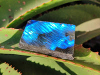 Polished On One Side Labradorite x 35 From Tulear, Madagascar - Toprock Gemstones and Minerals 
