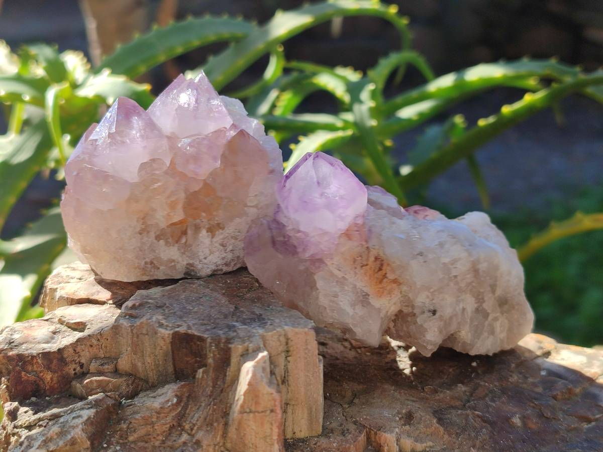 Natural Amethyst Spirit Quartz Clusters x 12 From Boekenhouthoek, South Africa - Toprock Gemstones and Minerals 