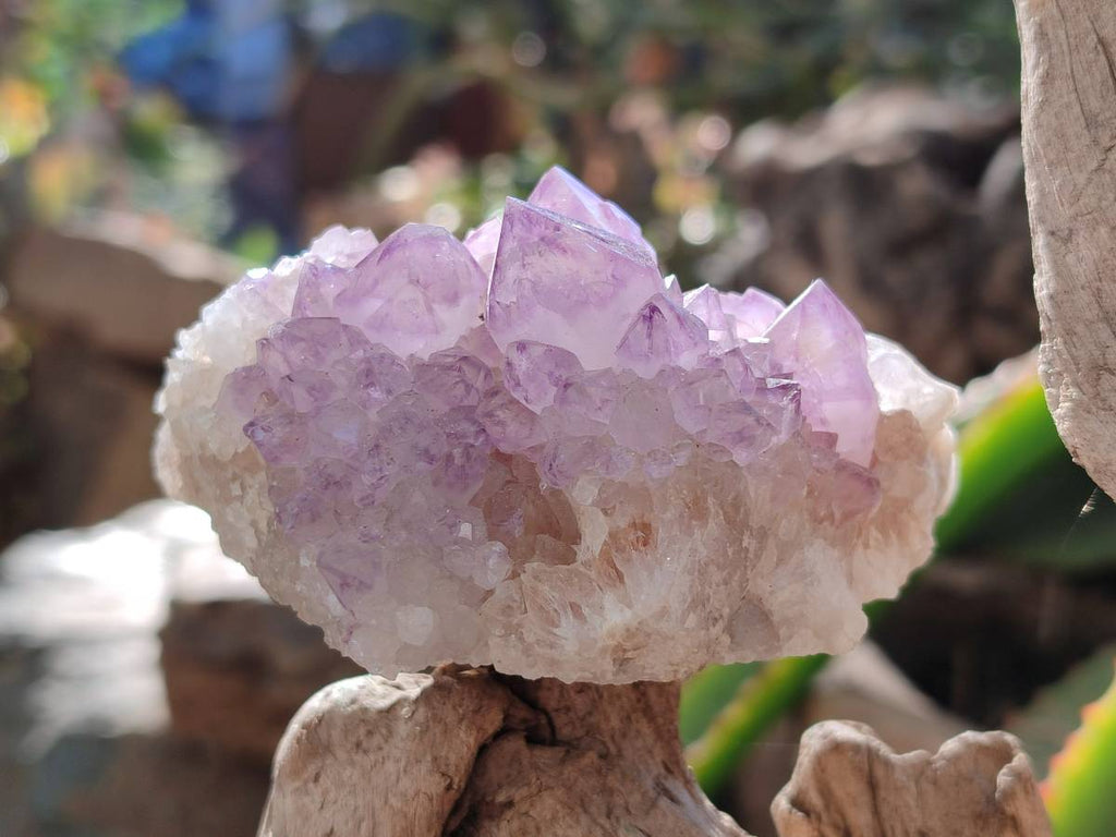 Natural Amethyst Spirit Quartz Clusters x 12 From Boekenhouthoek, South Africa - Toprock Gemstones and Minerals 