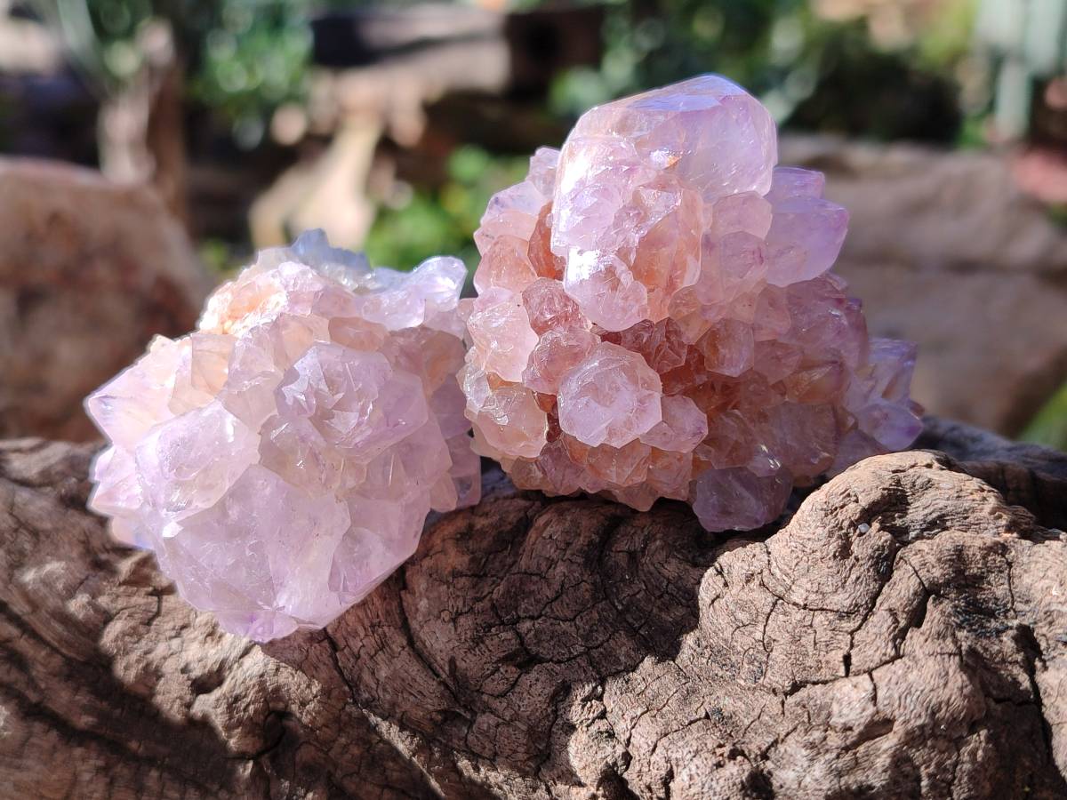 Natural Amethyst Spirit Quartz Clusters x 12 From Boekenhouthoek, South Africa - Toprock Gemstones and Minerals 