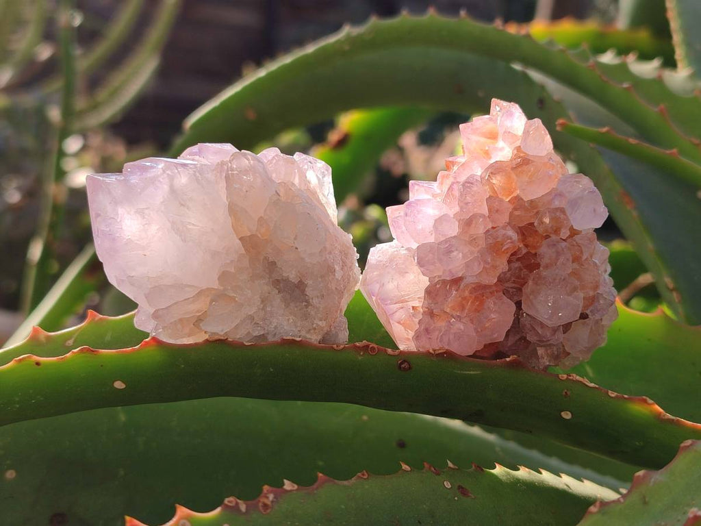 Natural Amethyst Spirit Quartz Clusters x 12 From Boekenhouthoek, South Africa - Toprock Gemstones and Minerals 