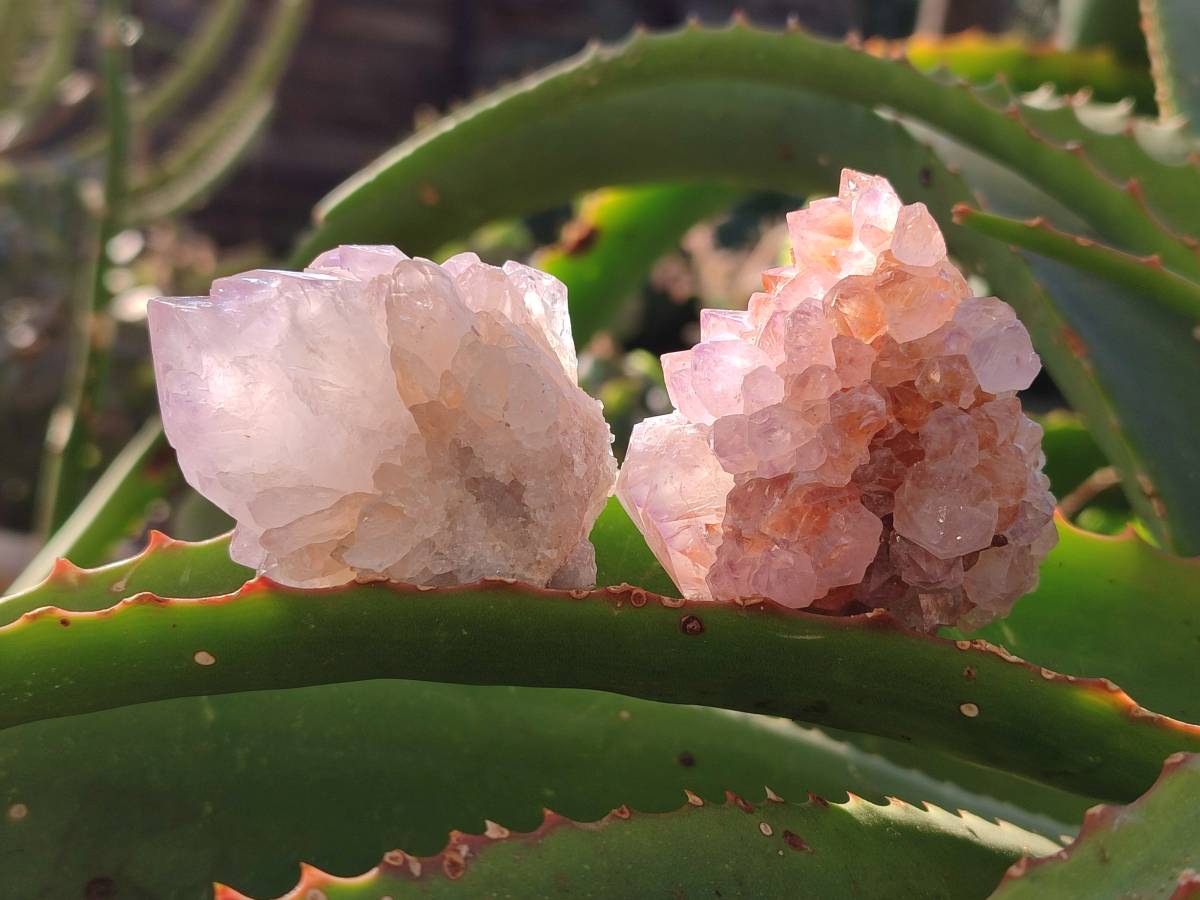 Natural Amethyst Spirit Quartz Clusters x 12 From Boekenhouthoek, South Africa - Toprock Gemstones and Minerals 