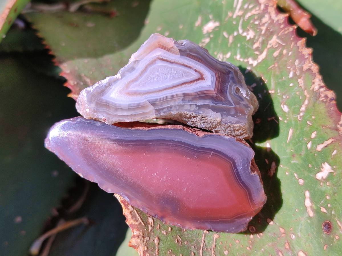 Polished On One Side Red Sashe River Agate Nodules x 28 From Zimbabwe - Toprock Gemstones and Minerals 