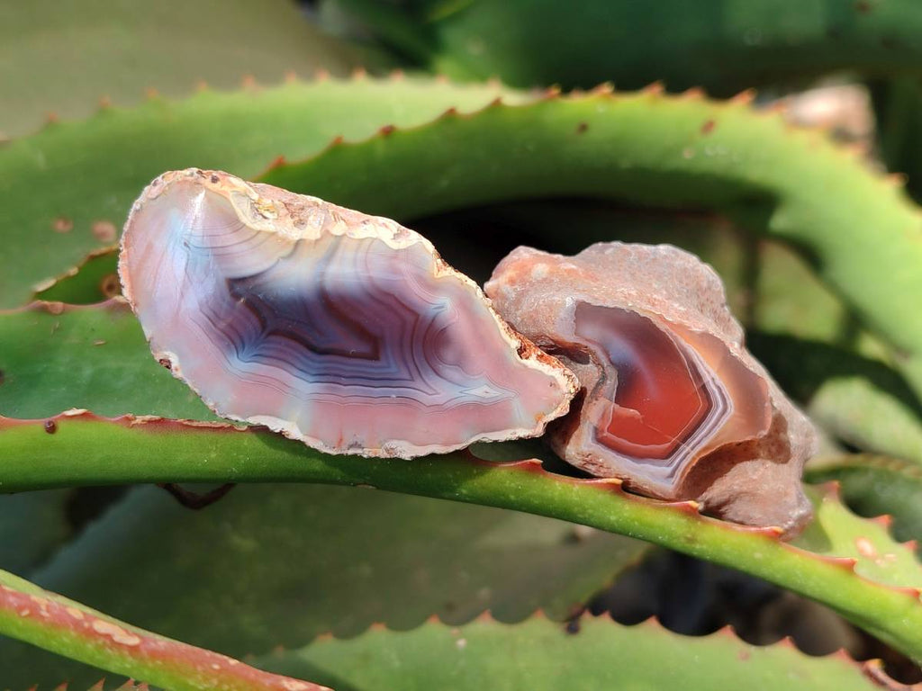 Polished On One Side Red Sashe River Agate Nodules x 28 From Zimbabwe - Toprock Gemstones and Minerals 