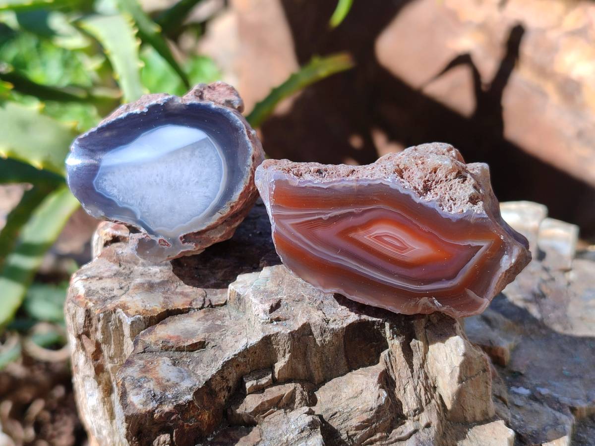 Polished On One Side Red Sashe River Agate Nodules x 28 From Zimbabwe - Toprock Gemstones and Minerals 