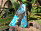 Polished Labradorite Standing Free Forms x 4 From Tulear, Madagascar - Toprock Gemstones and Minerals 
