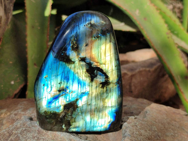Polished Labradorite Standing Free Forms x 4 From Tulear, Madagascar - Toprock Gemstones and Minerals 