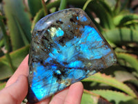 Polished Labradorite Standing Free Forms x 4 From Tulear, Madagascar - Toprock Gemstones and Minerals 