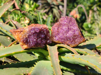 Natural Amethystos Amethyst Clusters x 35 From Kwaggafontein, South Africa